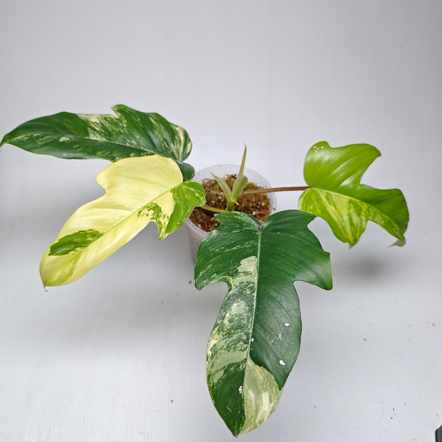 Philodendron squamiferum X P. Florida Beauty Variegated, 100mm