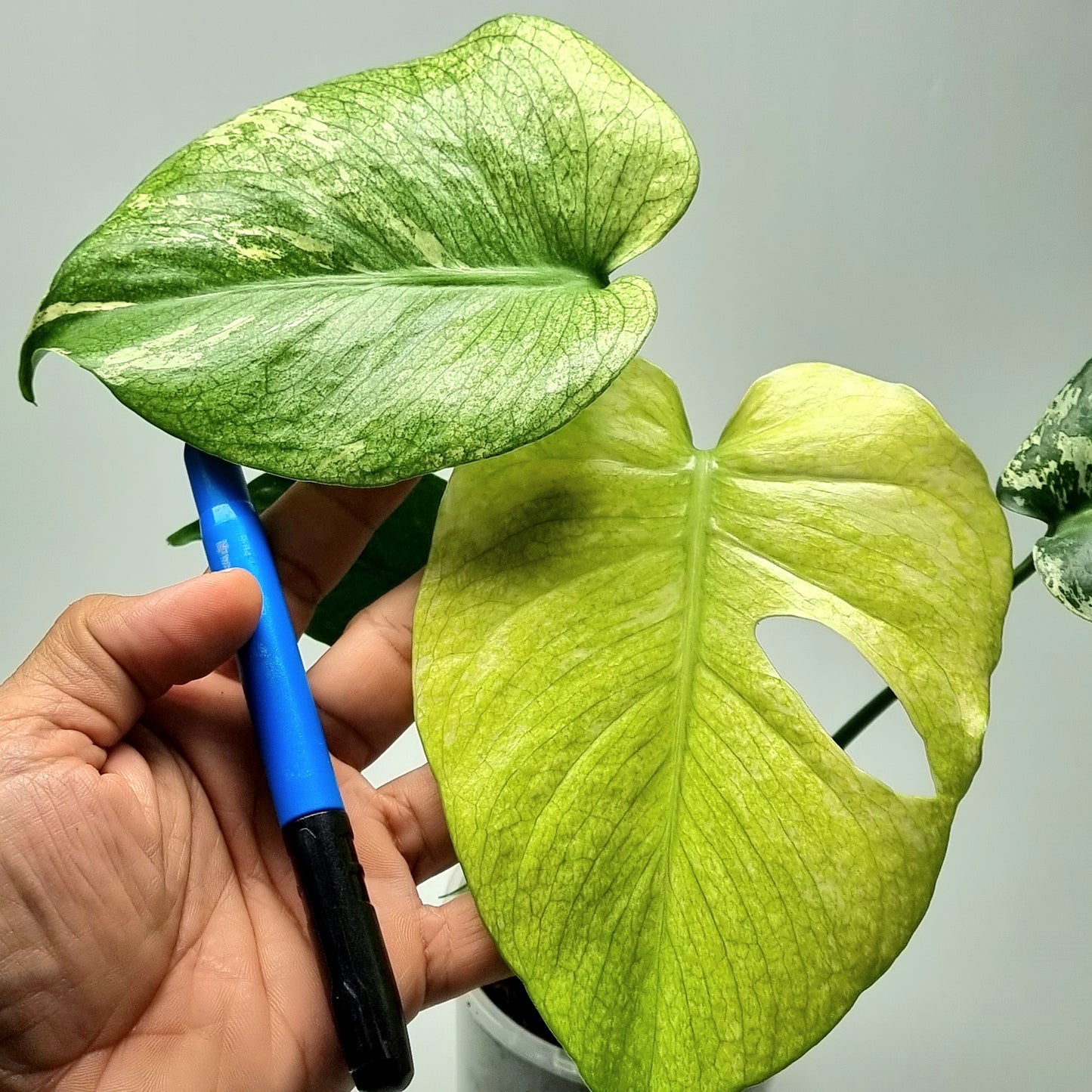Monstera deliciosa Mint