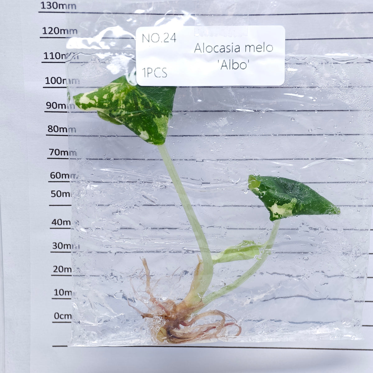 Alocasia melo Albo Variegated (1plant/bag) - Tissue culture
