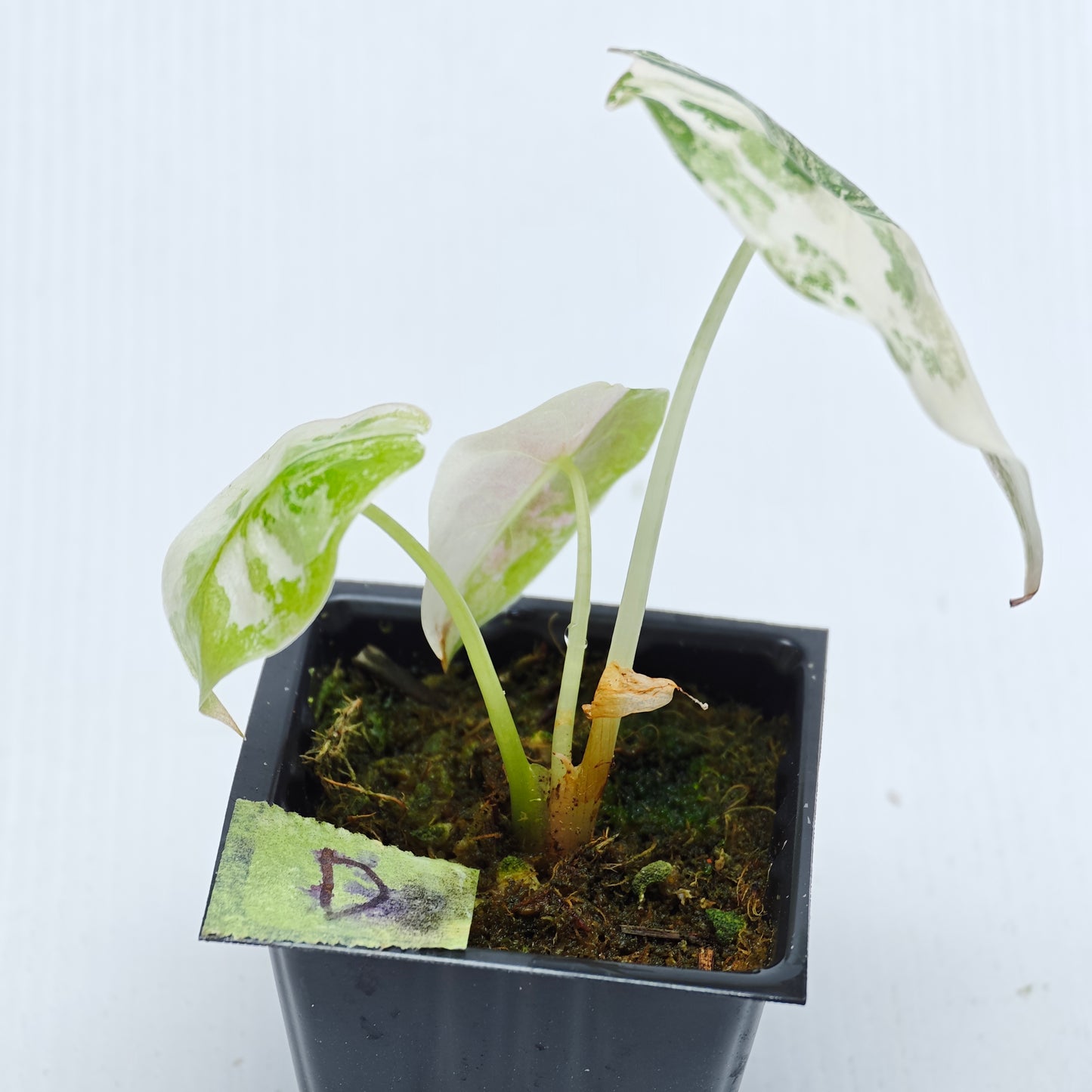 Alocasia sedenii Pink Variegated