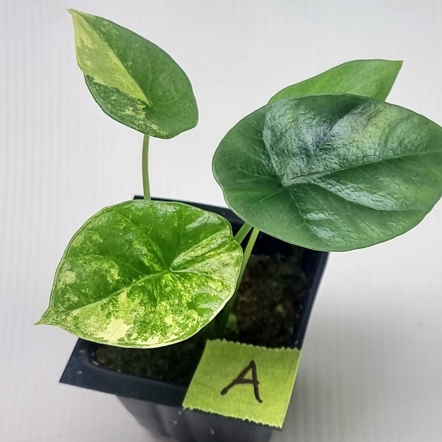 Alocasia sinuata Albo Variegated