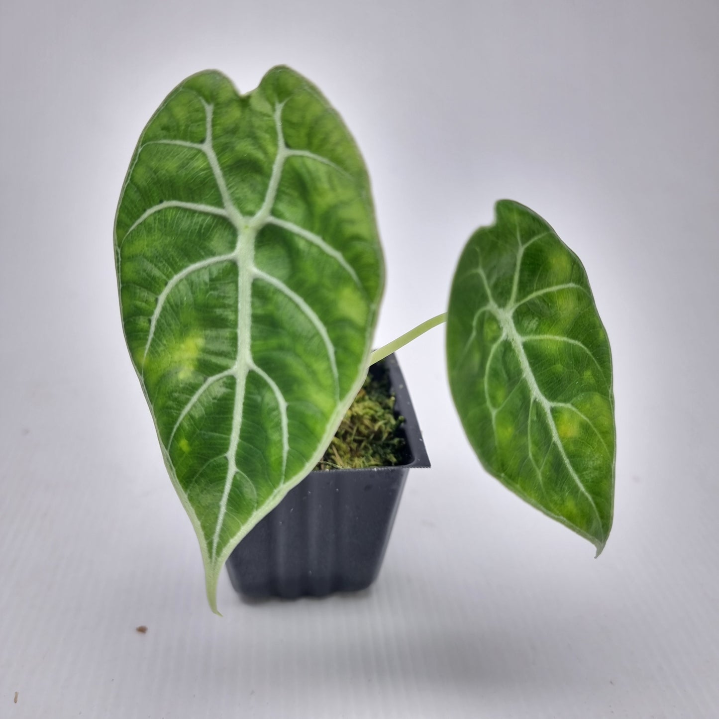 Alocasia watsoniana Doff Reverted