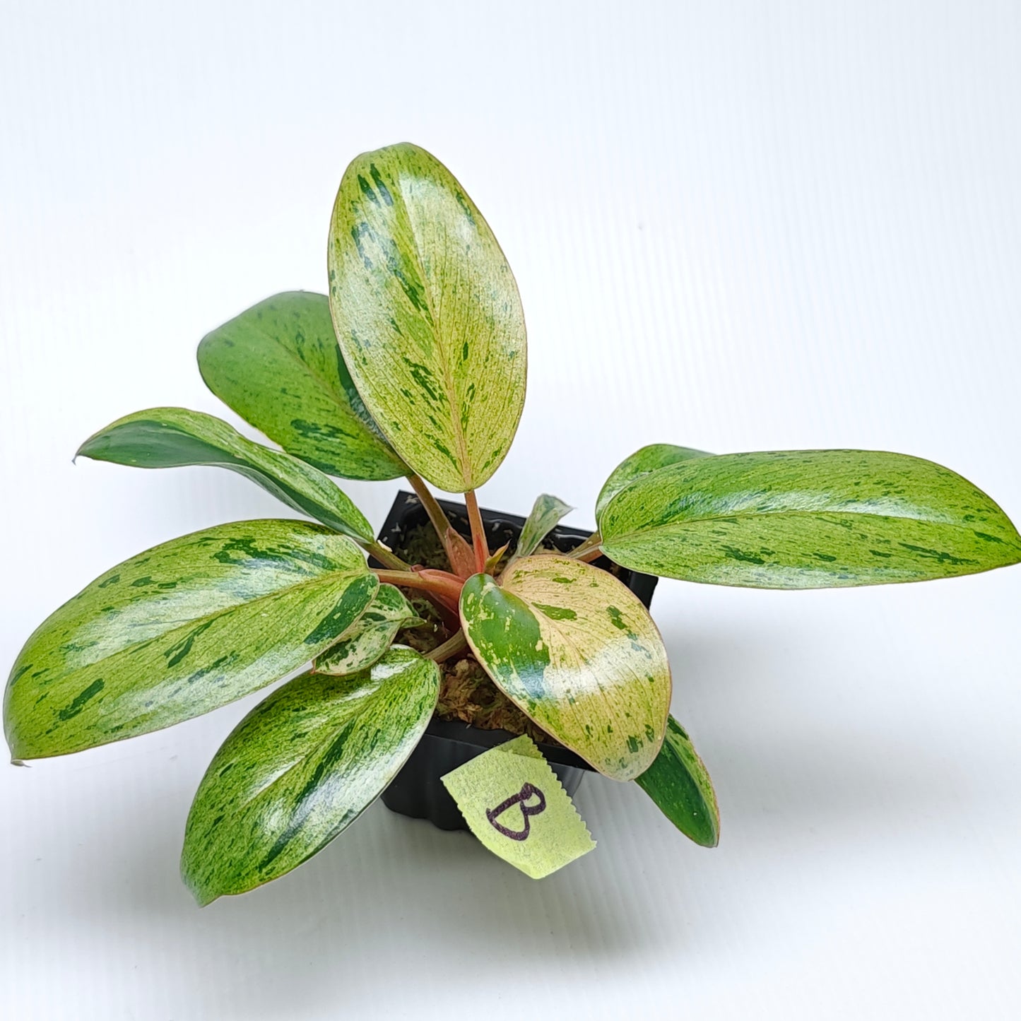 Philodendron Red Congo Mint