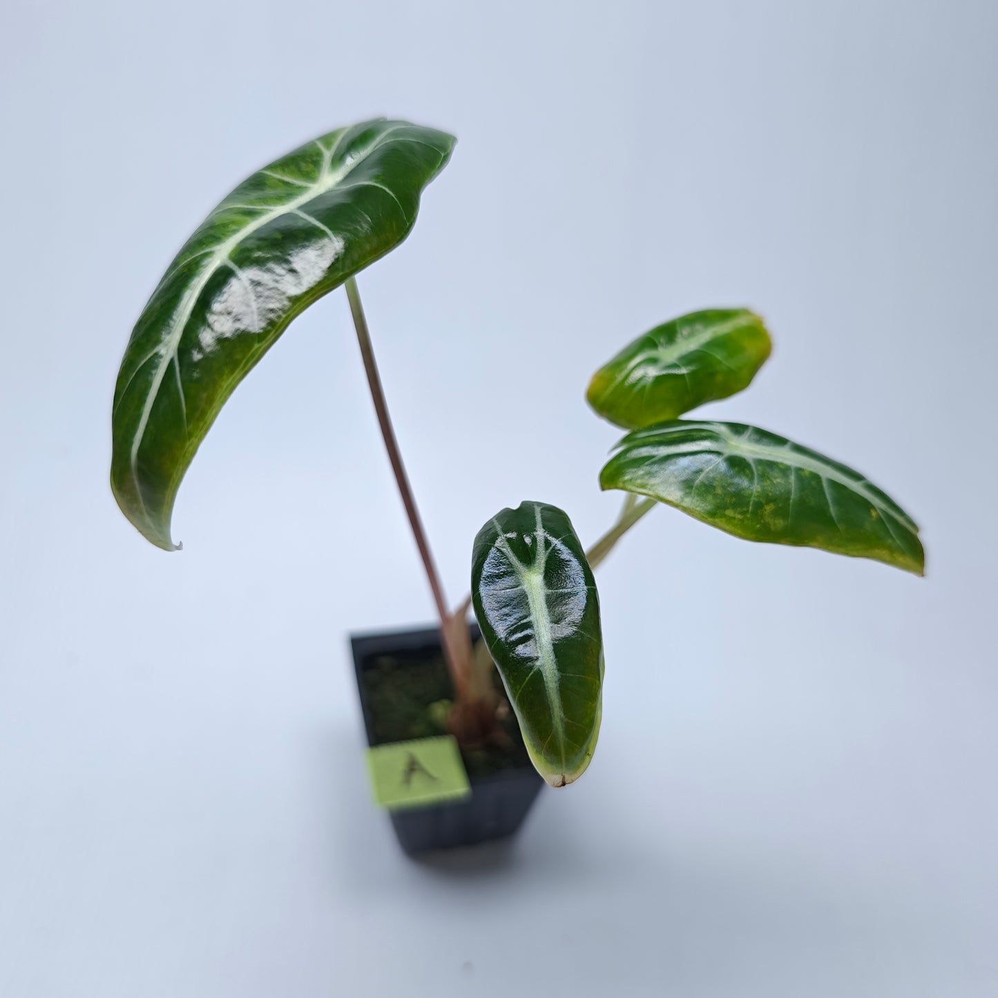 Alocasia longiloba Grandis Aurea Variegated