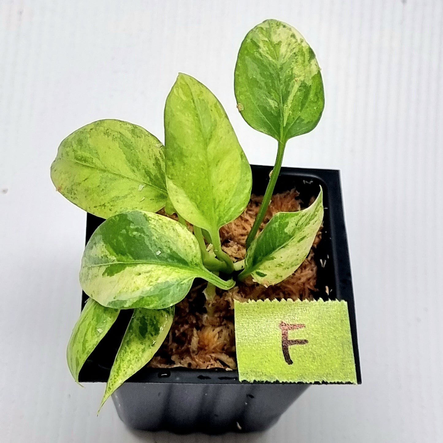 Anthurium vittariifolium Variegated