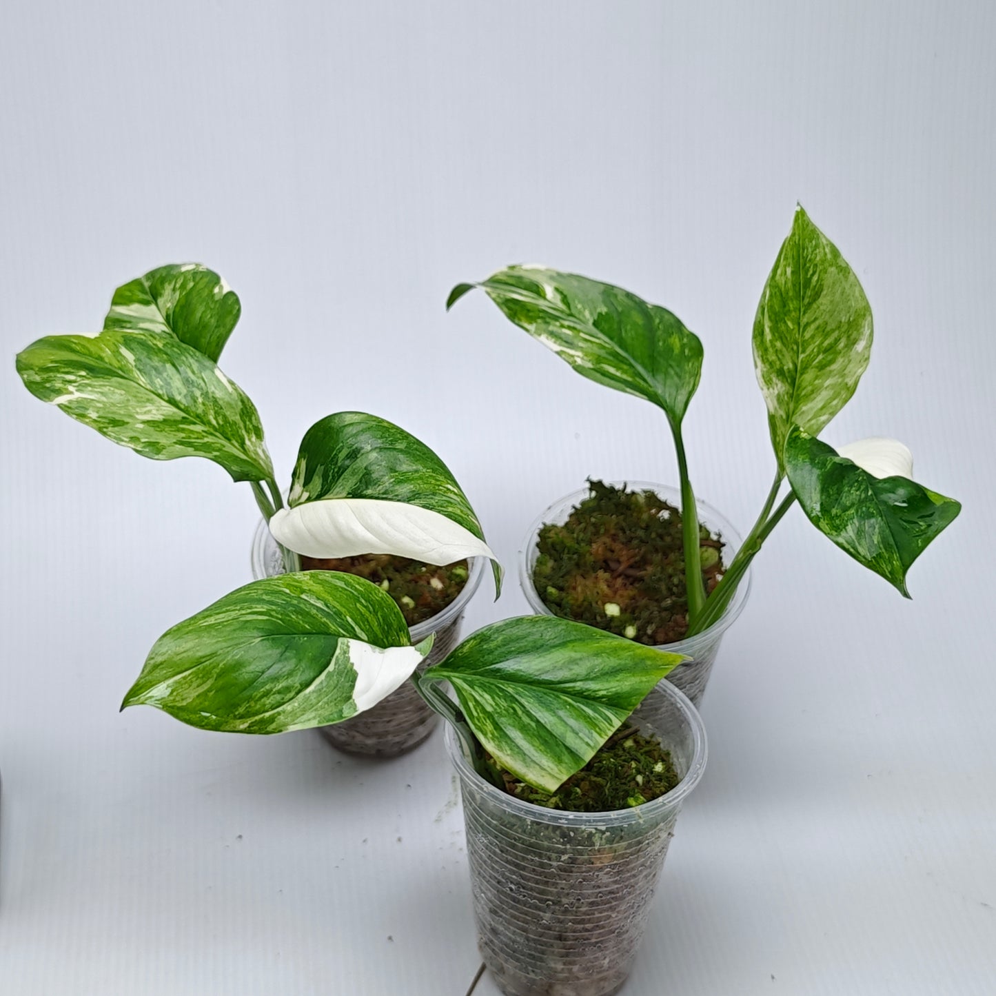 Monstera lechleriana variegated