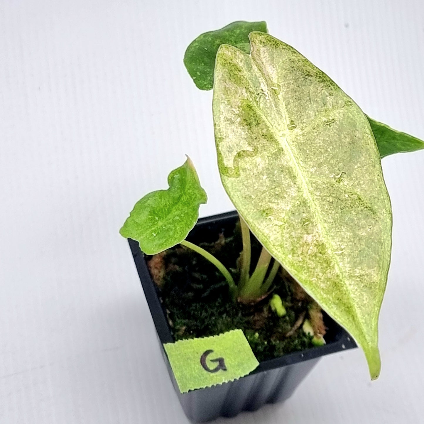 Alocasia Black Satun Stardust