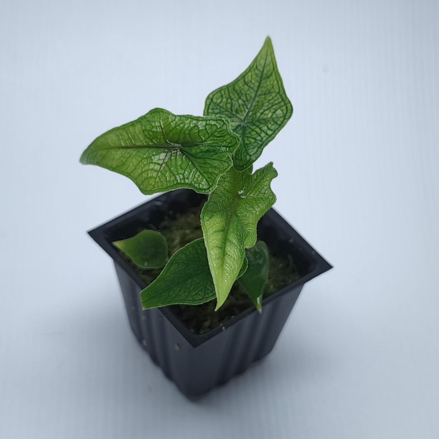 Alocasia Jacklyn Reverted