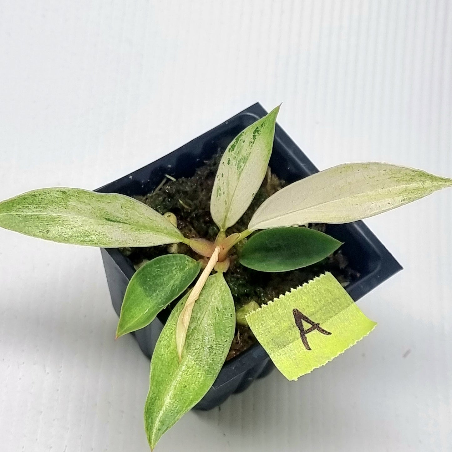Philodendron Caramel Pink Mint / Strawberry Mint
