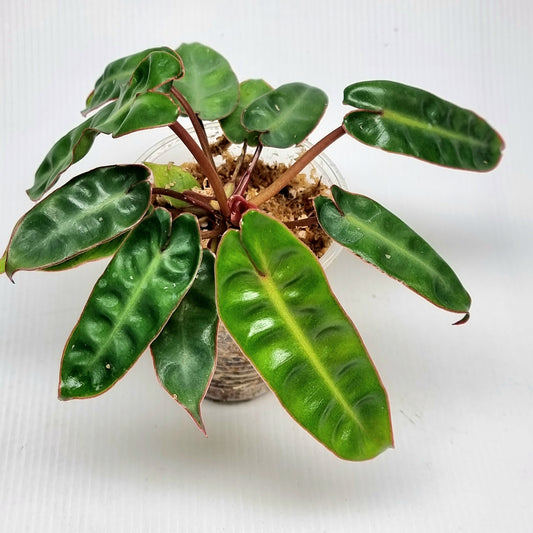 REVERTED Philodendron billietiae
