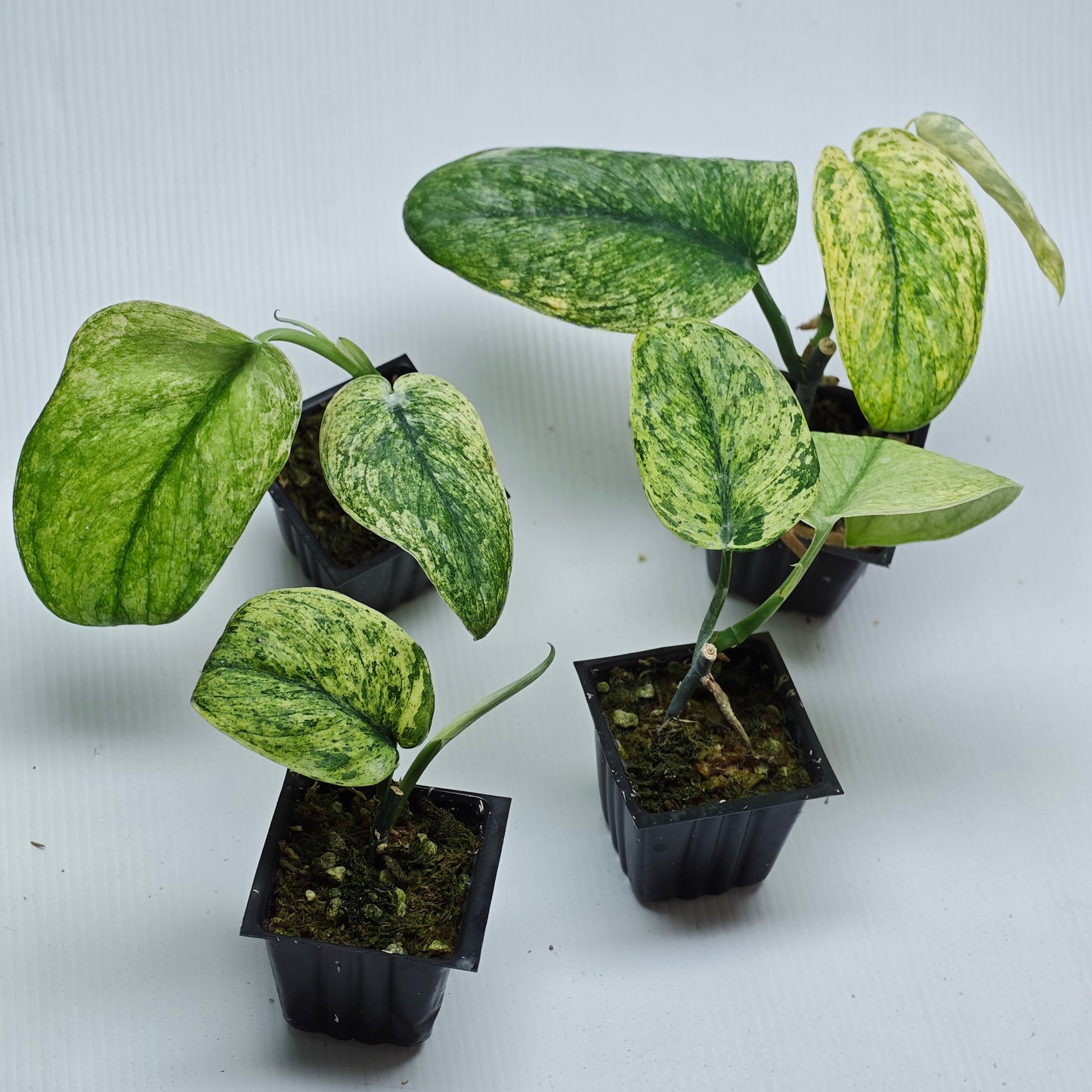 Scindapsus Jade Satin Marble