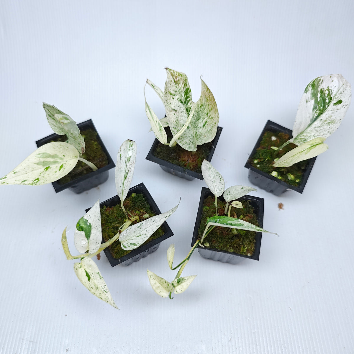 Epipremnum pinnatum Marble from cuttings