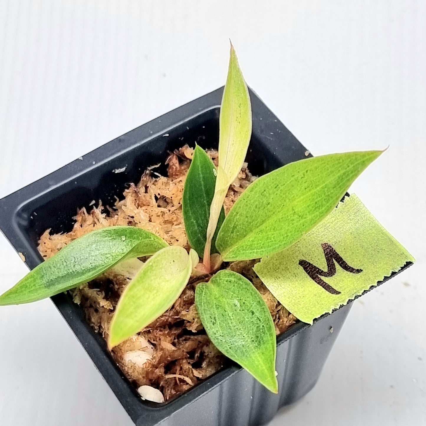 Philodendron Caramel Pink Mint / Strawberry Mint