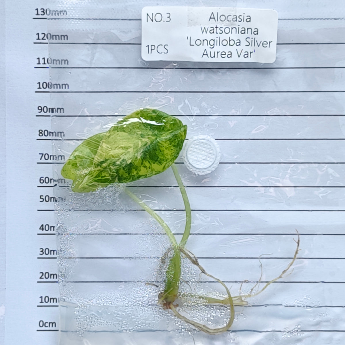 Alocasia longiloba Silver Aurea Variegated (1plant/bag) - Tissue culture
