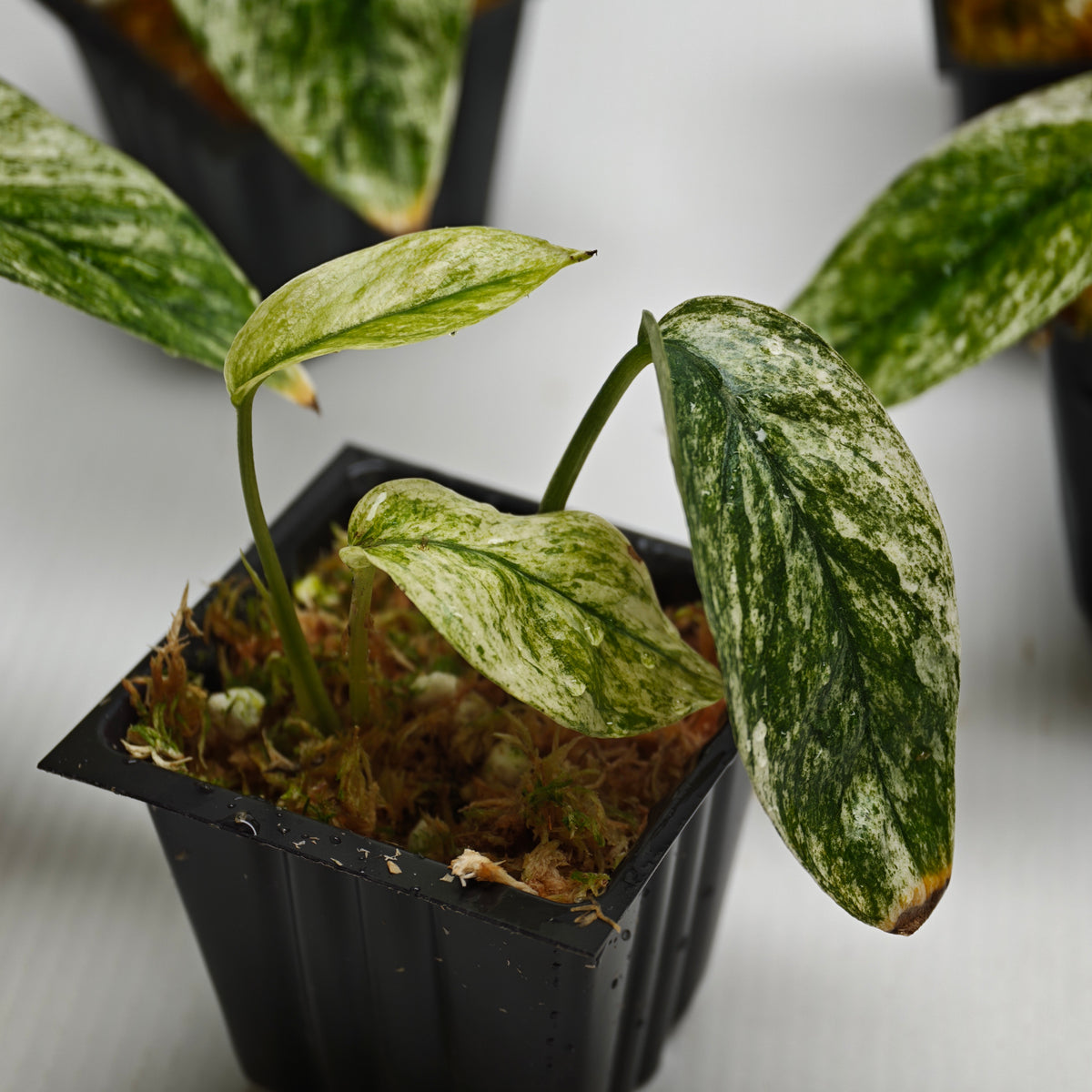 Epipremnum pinnatum Marble sp Bali Hanoman from cuttings