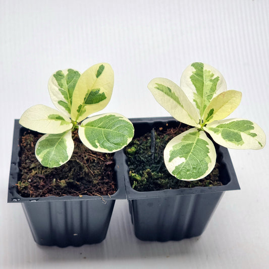 Ficus lyrata variegated