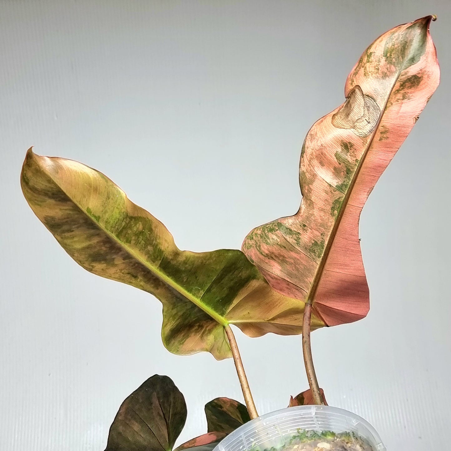 Philodendron Brown Beauty (FB x Black billie) variegated