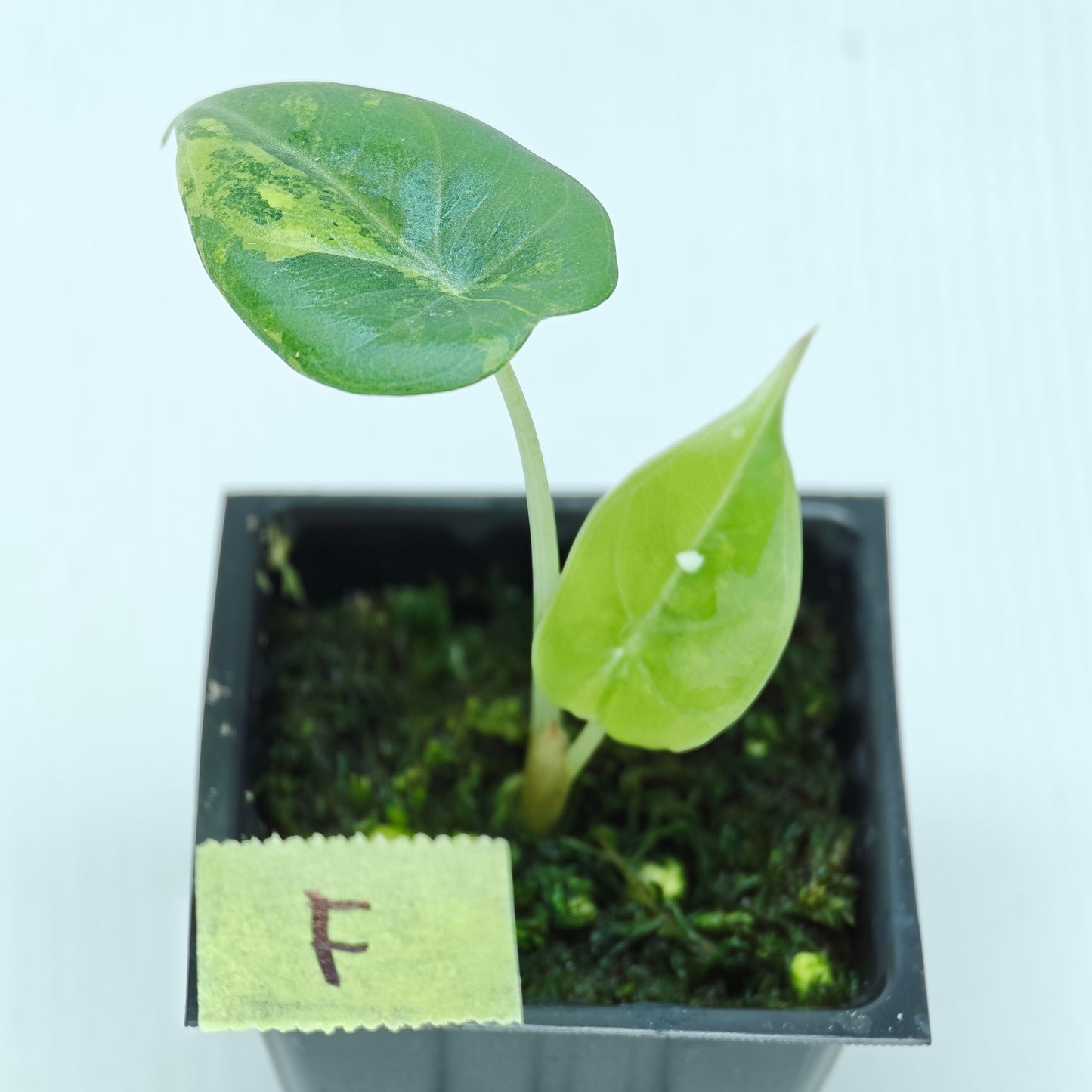 Alocasia Maharani Golden Lime Variegated
