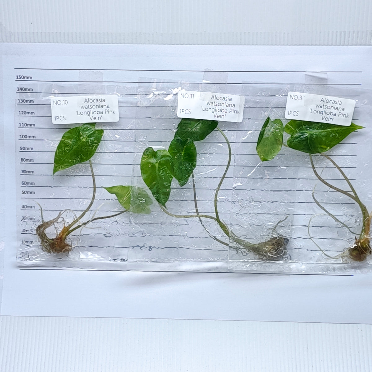Alocasia Black Satun Pink Vein  (1plant/bag) - Tissue culture