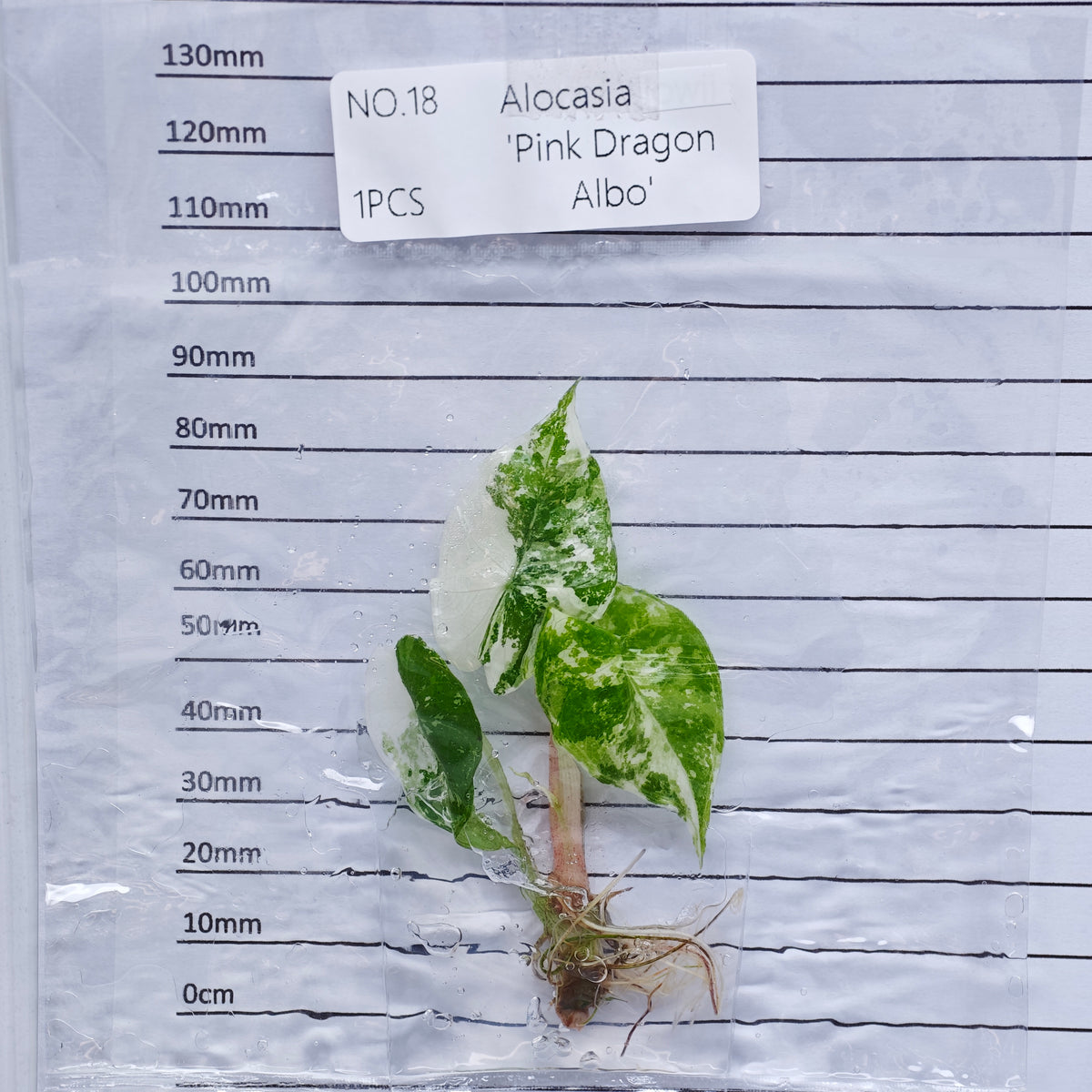 Alocasia Pink Dragon Albo/Pink Variegated (1plant/bag) - Tissue culture