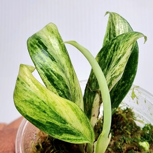 Rhaphidophora elliptifolia Variegated