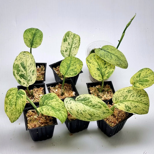 Scindapsus Jade Satin Marble