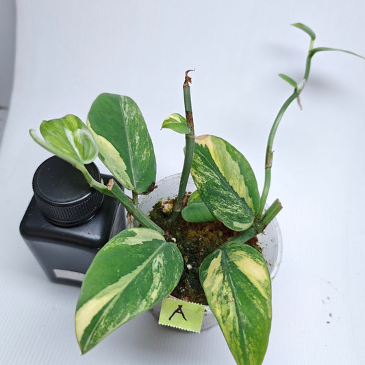 Rhaphidophora hongkongensis Aurea Variegated (multiplanted)