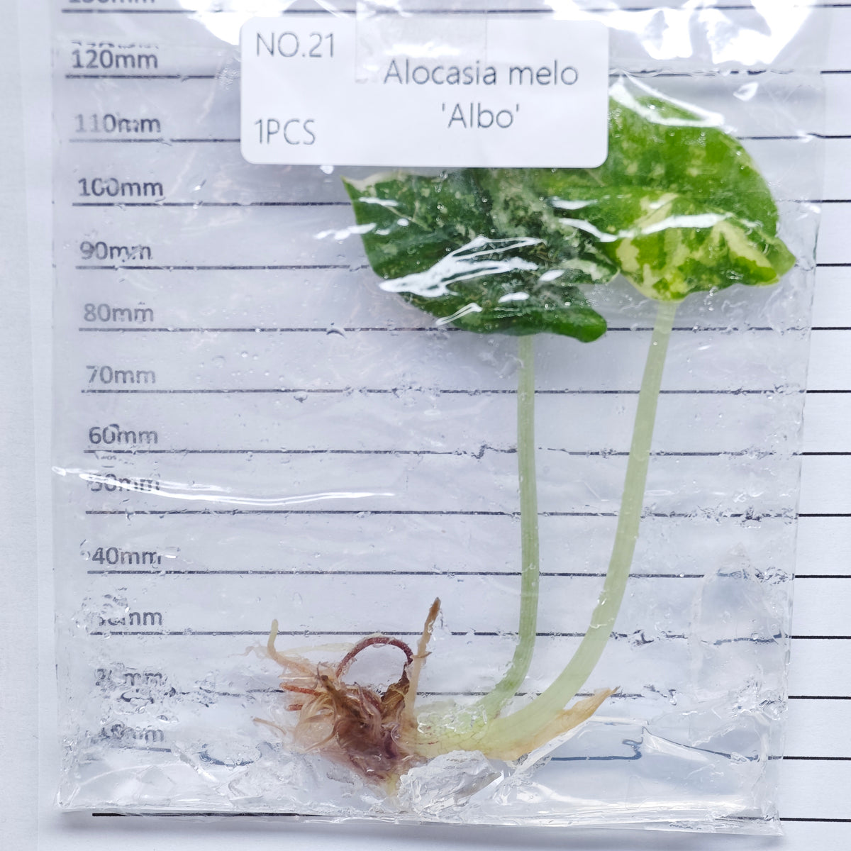 Alocasia melo Albo Variegated (1plant/bag) - Tissue culture