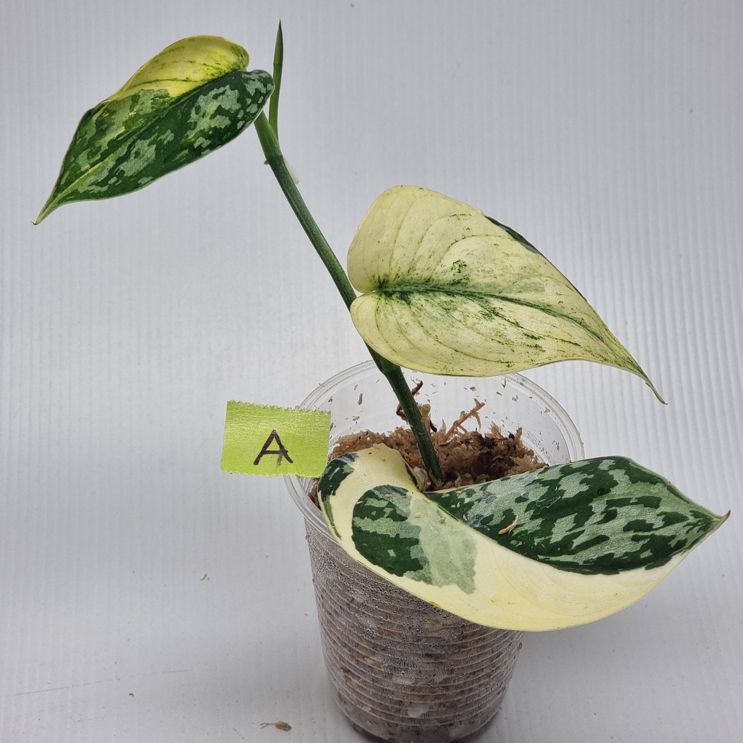 Variegated Scindapsus pictus Albo AKA Scindapsus Mayari