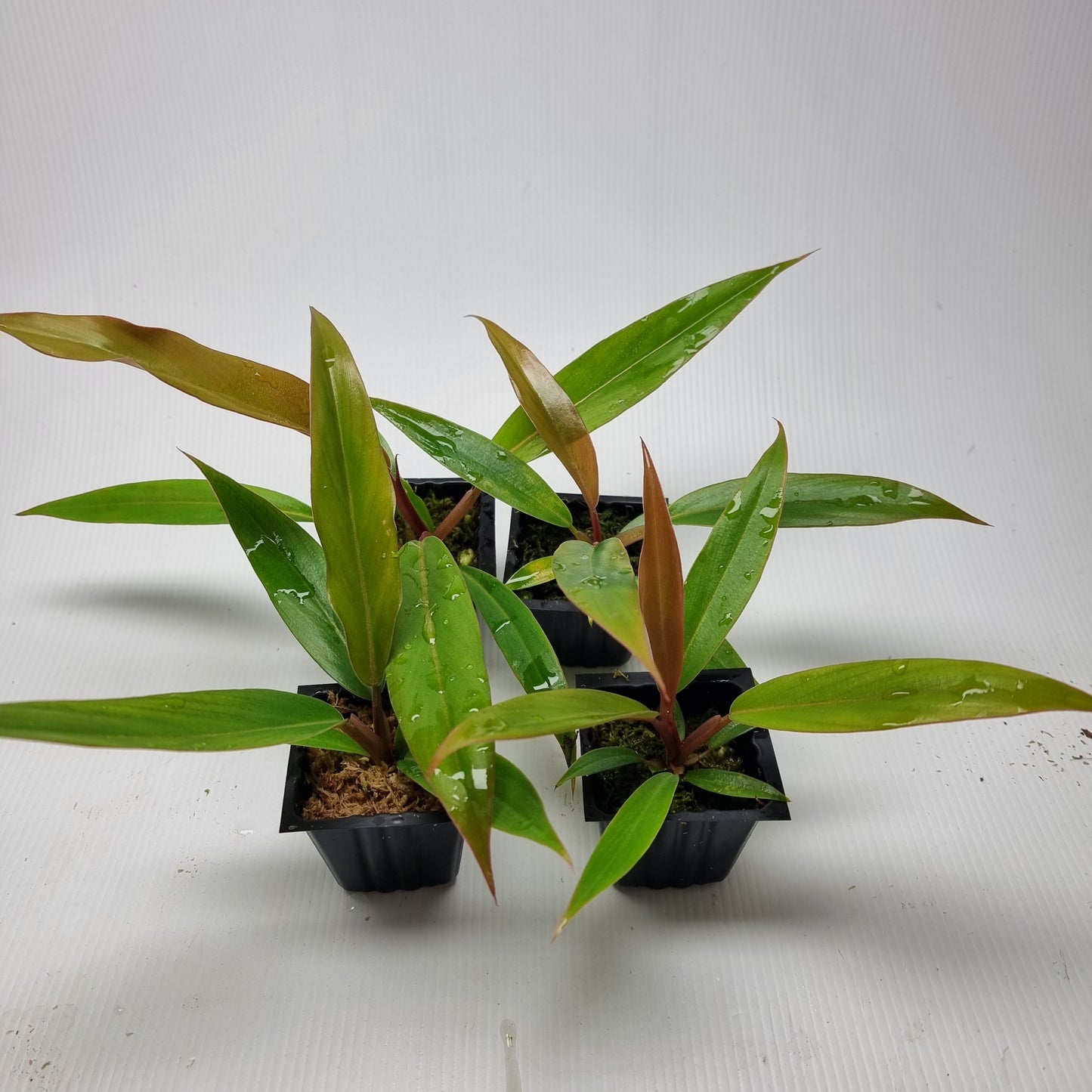 Philodendron Pluto
