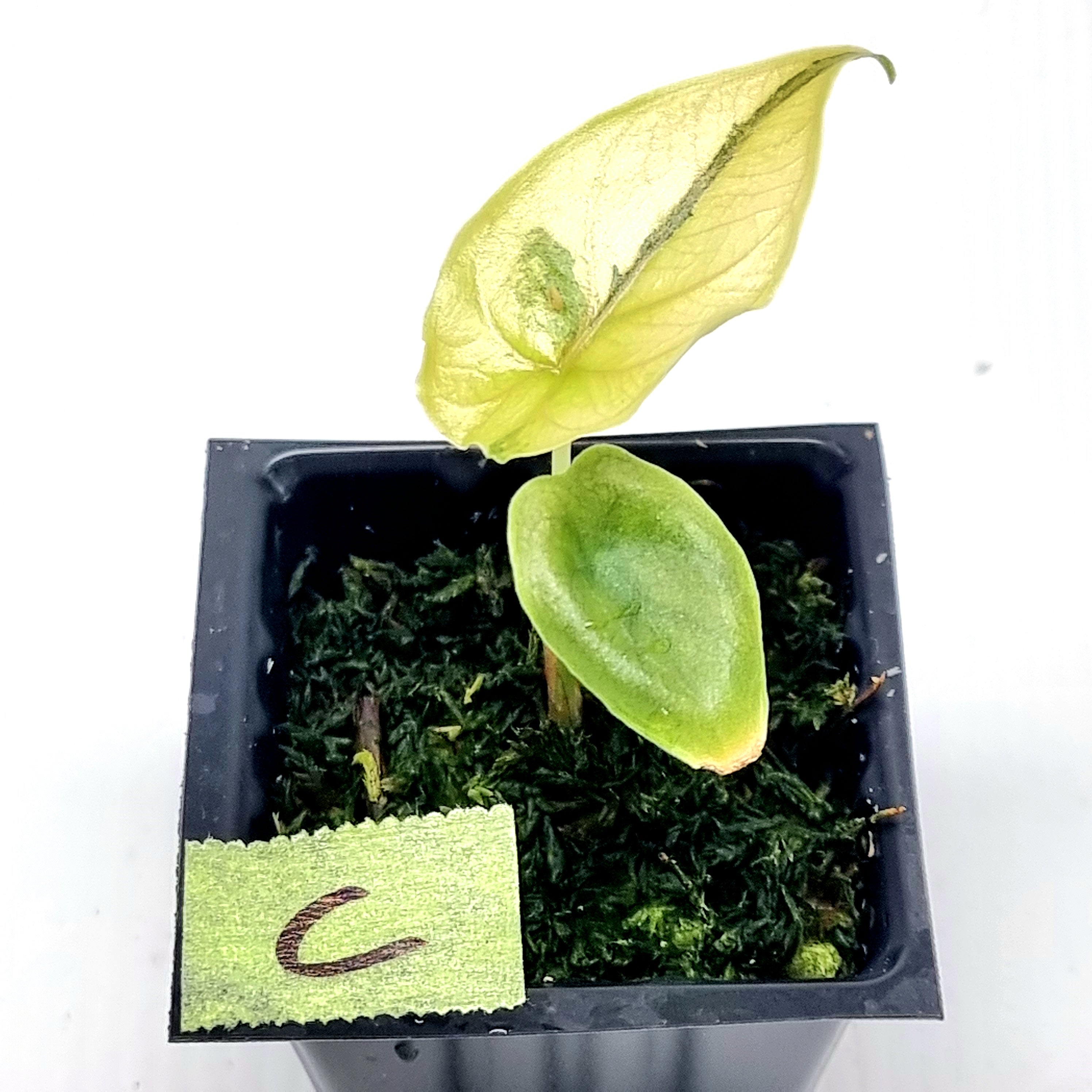Alocasia azlanii Aurea Variegated – Flora Magnifica Australia