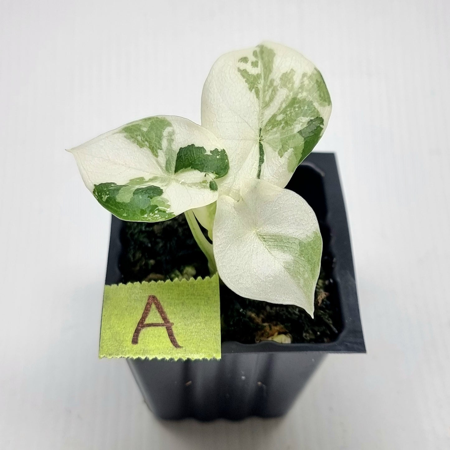 Alocasia melo Albo variegated
