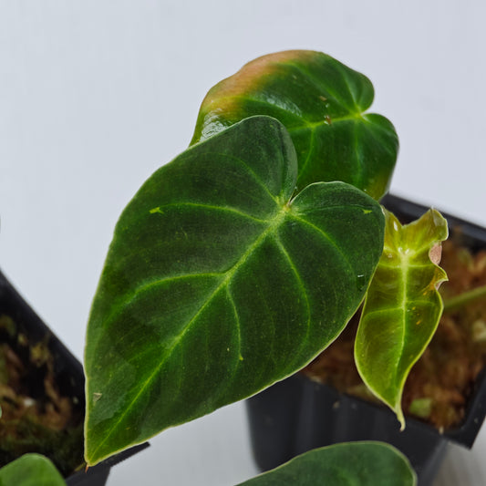 Philodendron verrucosum Rojo