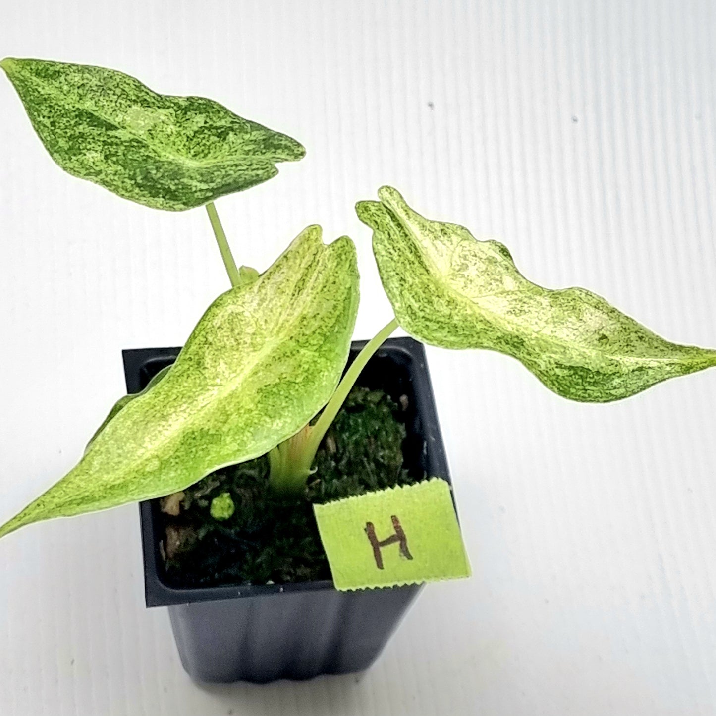 Alocasia Black Satun Stardust
