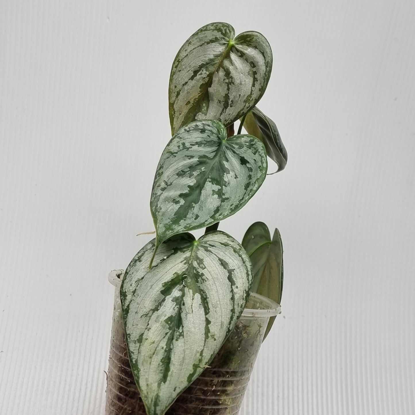 Philodendron brandtianum