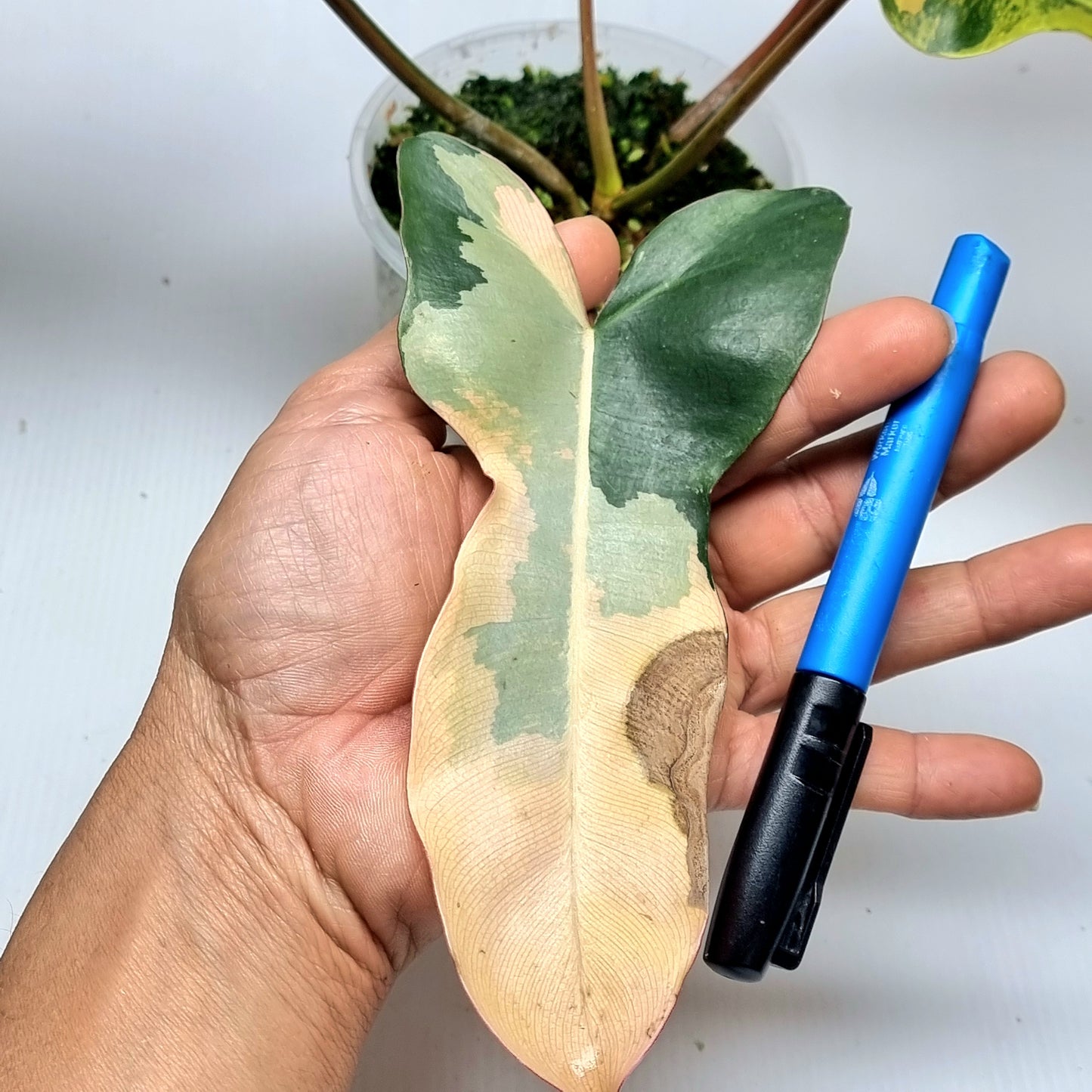 Philodendron Brown Beauty (FB x Black billie) variegated