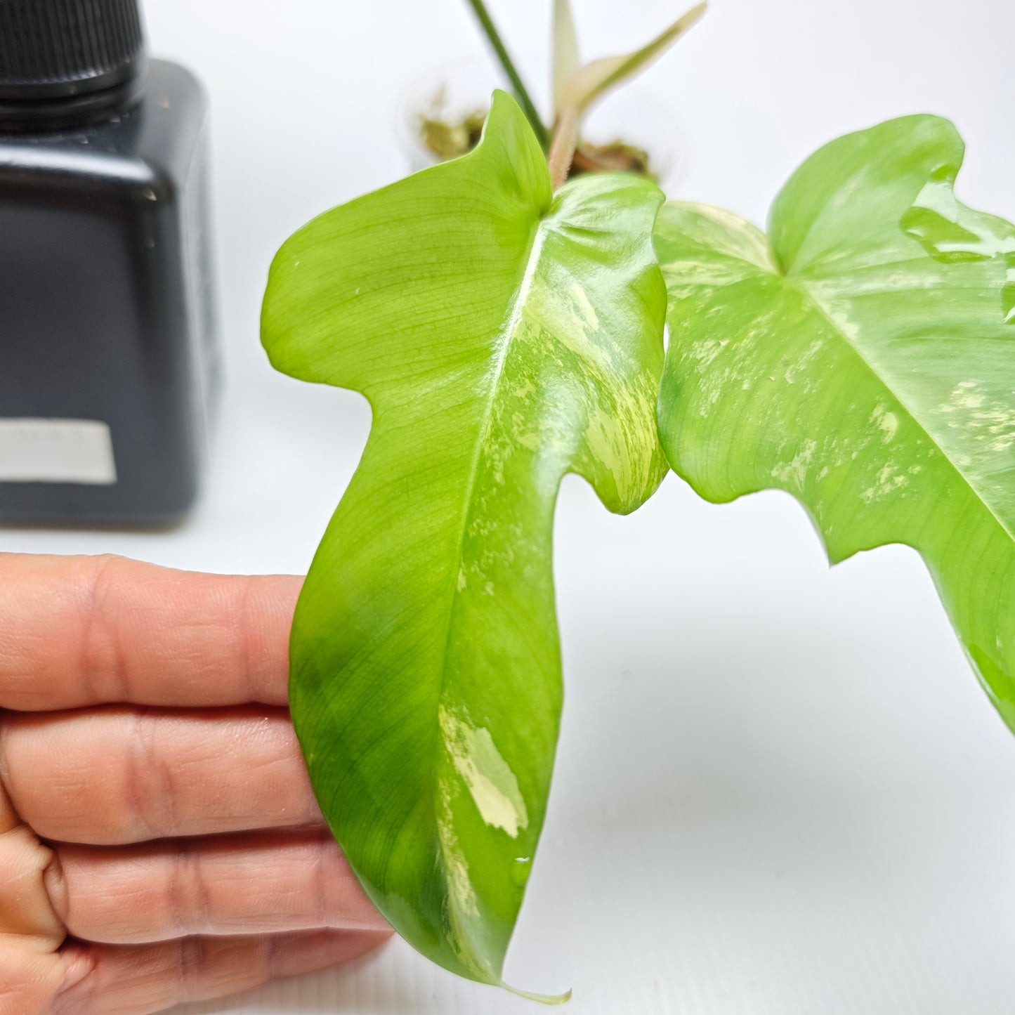 Philodendron squamiferum X P. Florida Beauty Variegated