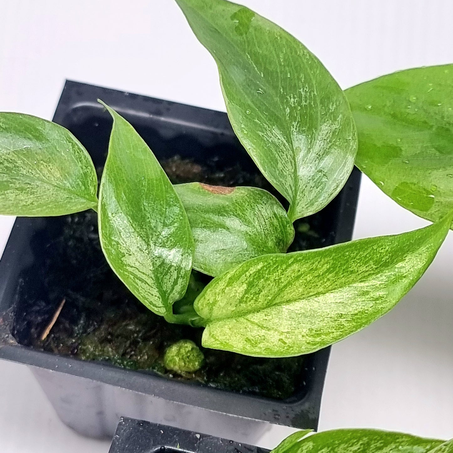 Rhaphidophora tetrasperma Mint