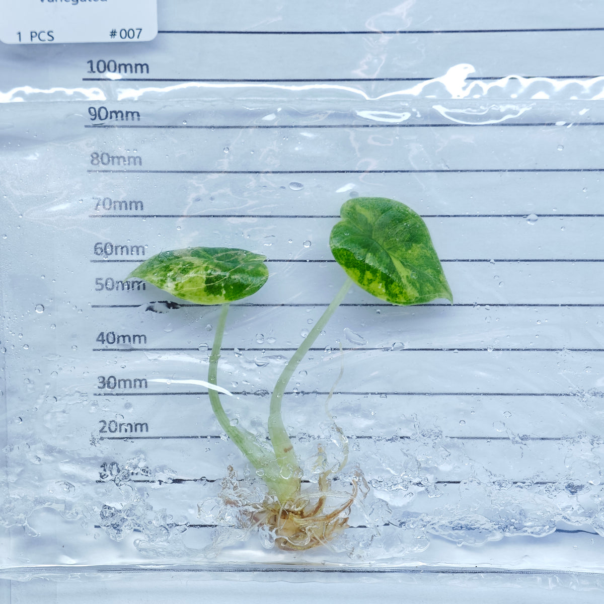 Alocasia melo Aurea Variegated - Tissue culture (1plant/bag)