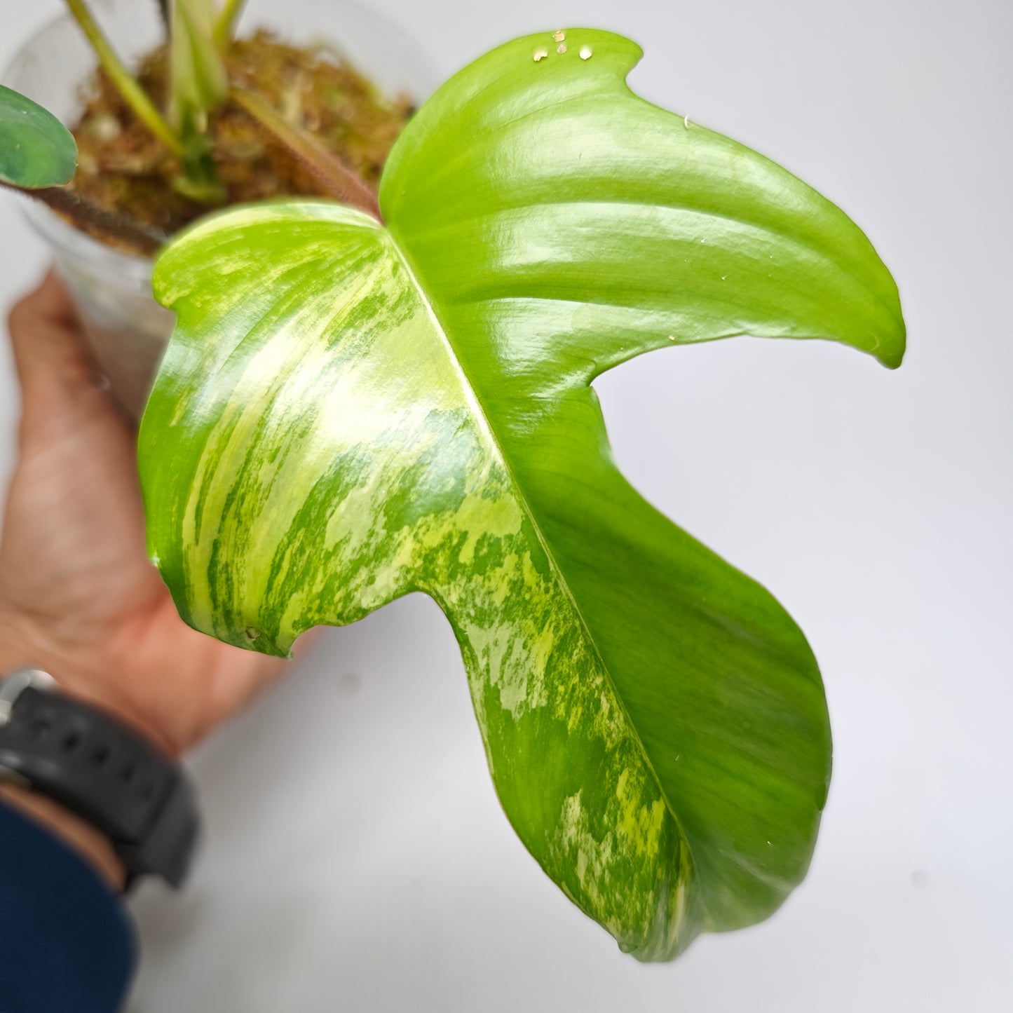 Philodendron squamiferum X P. Florida Beauty Variegated, 100mm