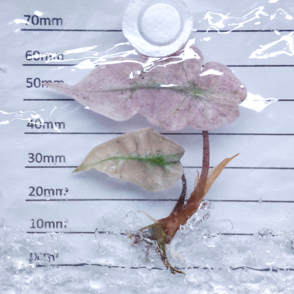 Alocasia Polly Pink Mint - Tissue culture (1plant/bag)