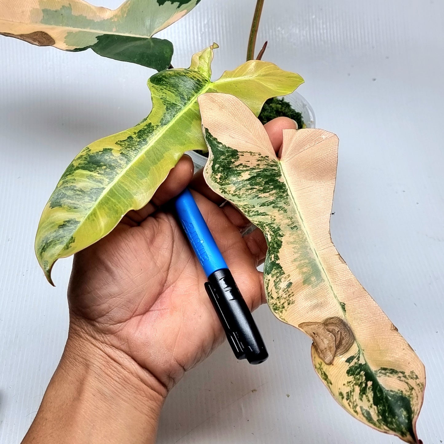 Philodendron Brown Beauty (FB x Black billie) variegated