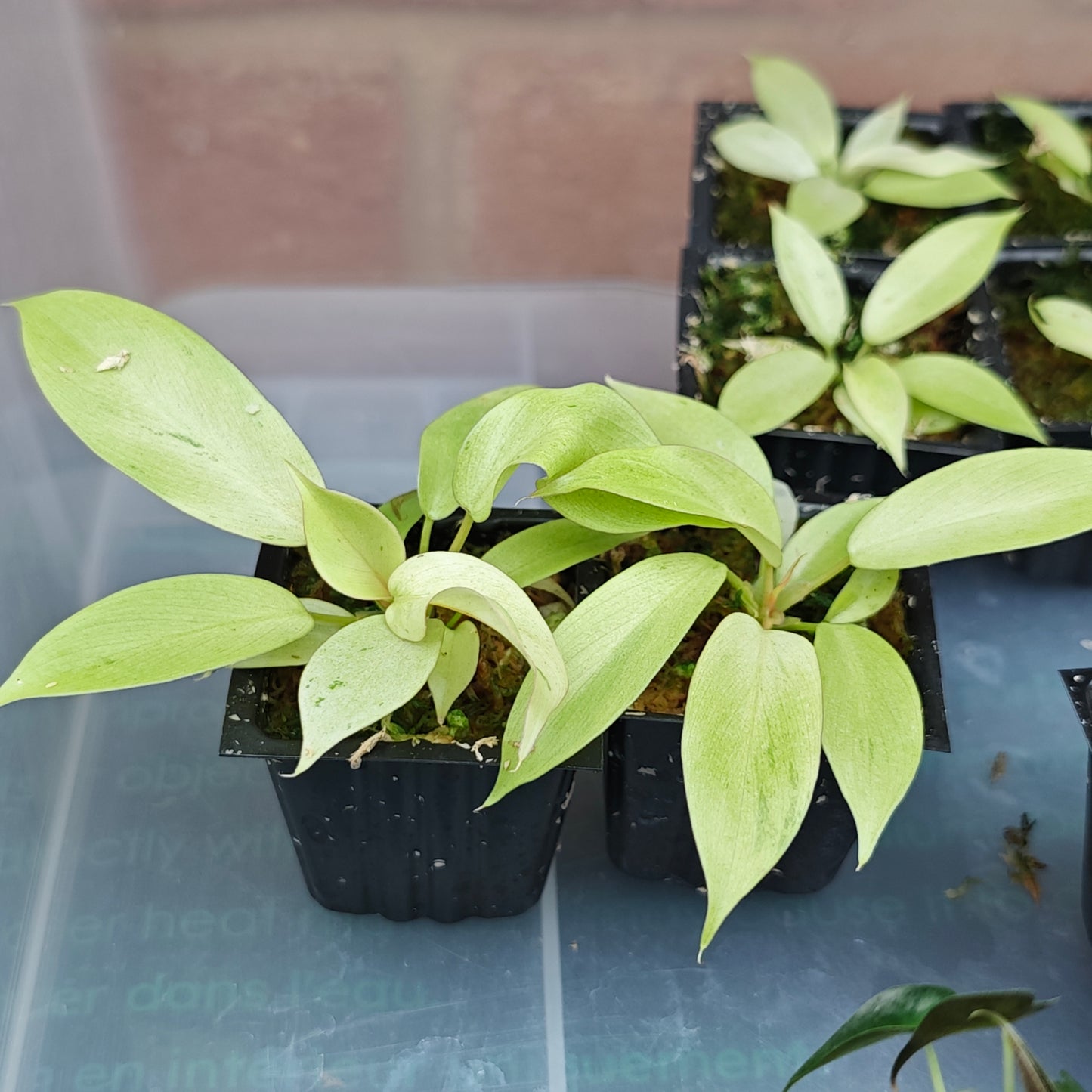 Philodendron Snowdrift
