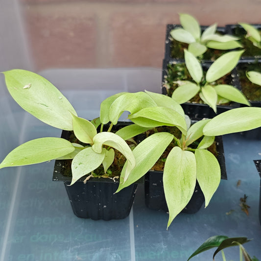 Philodendron Snowdrift