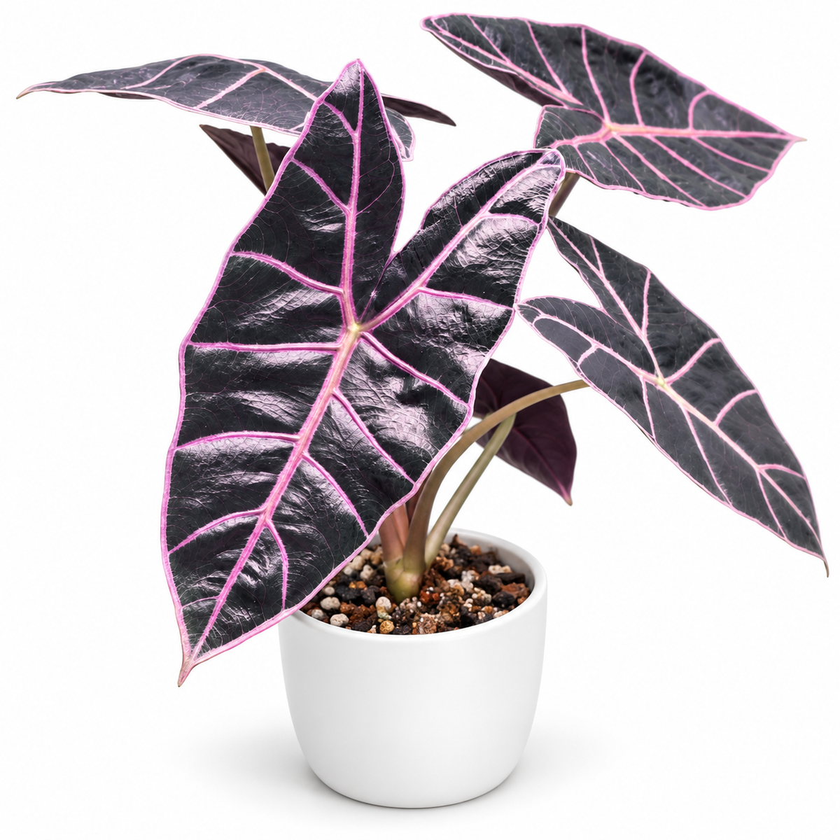 Alocasia Black Satun Pink Vein  (1plant/bag) - Tissue culture