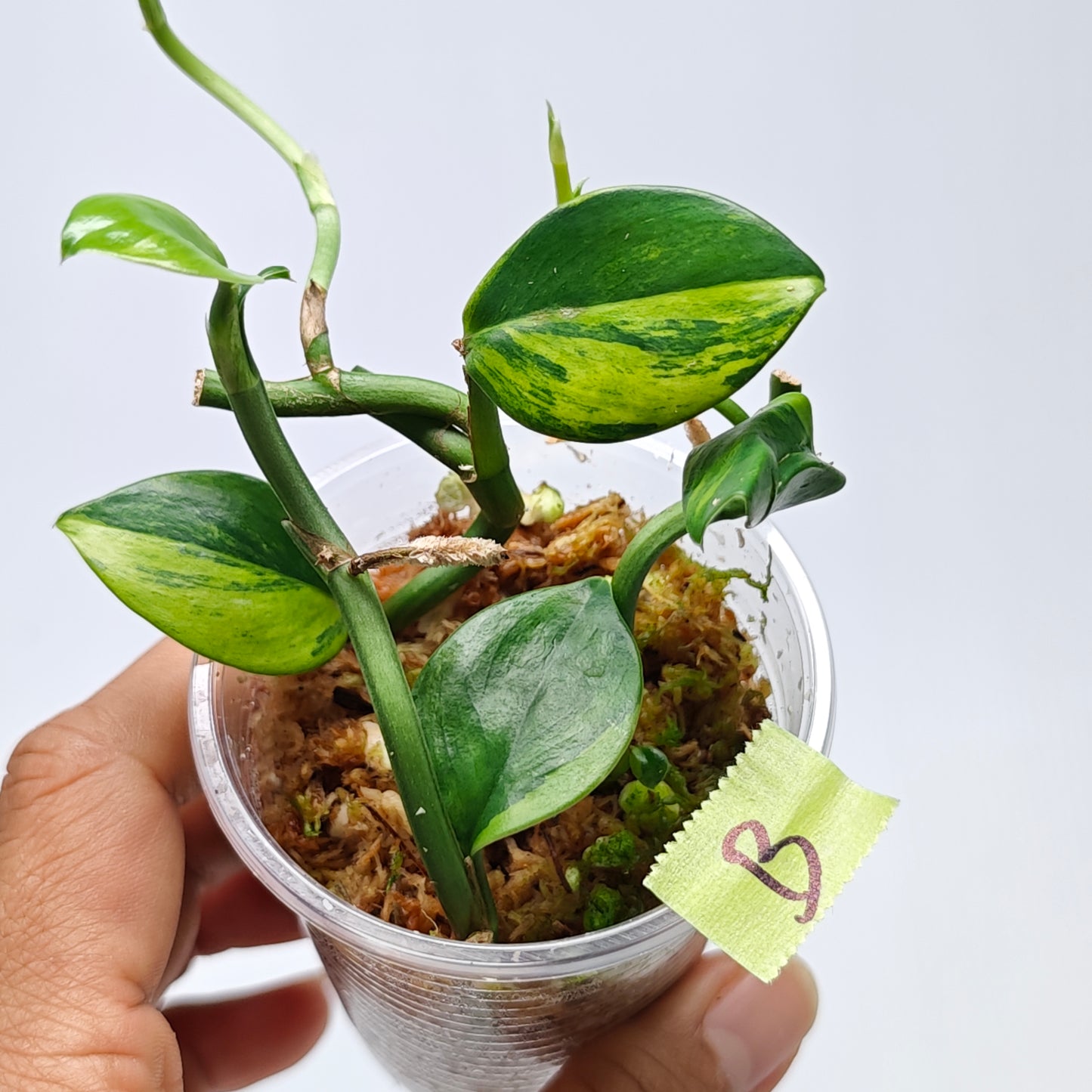 Rhaphidophora hongkongensis Aurea Variegated