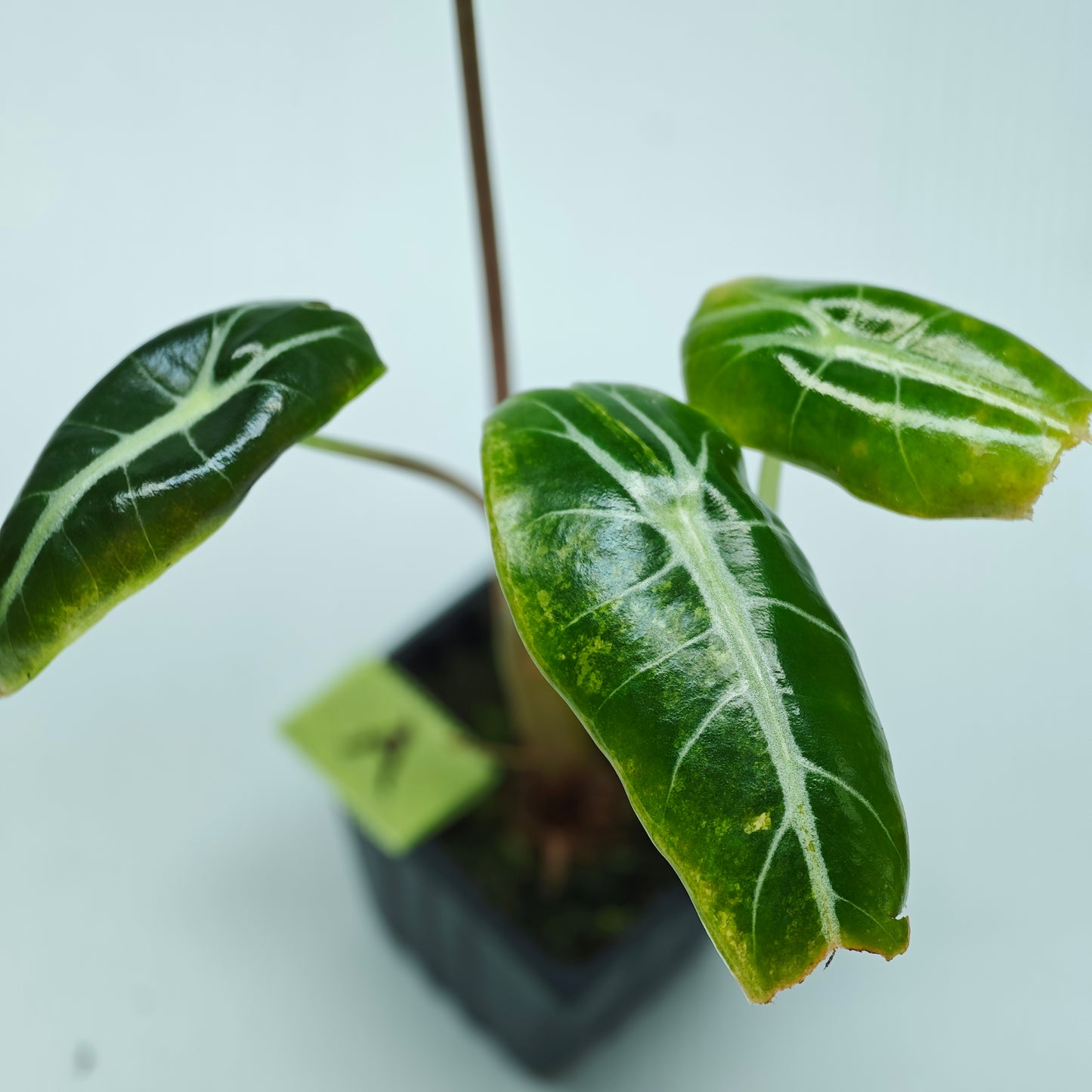 Alocasia longiloba Grandis Aurea Variegated