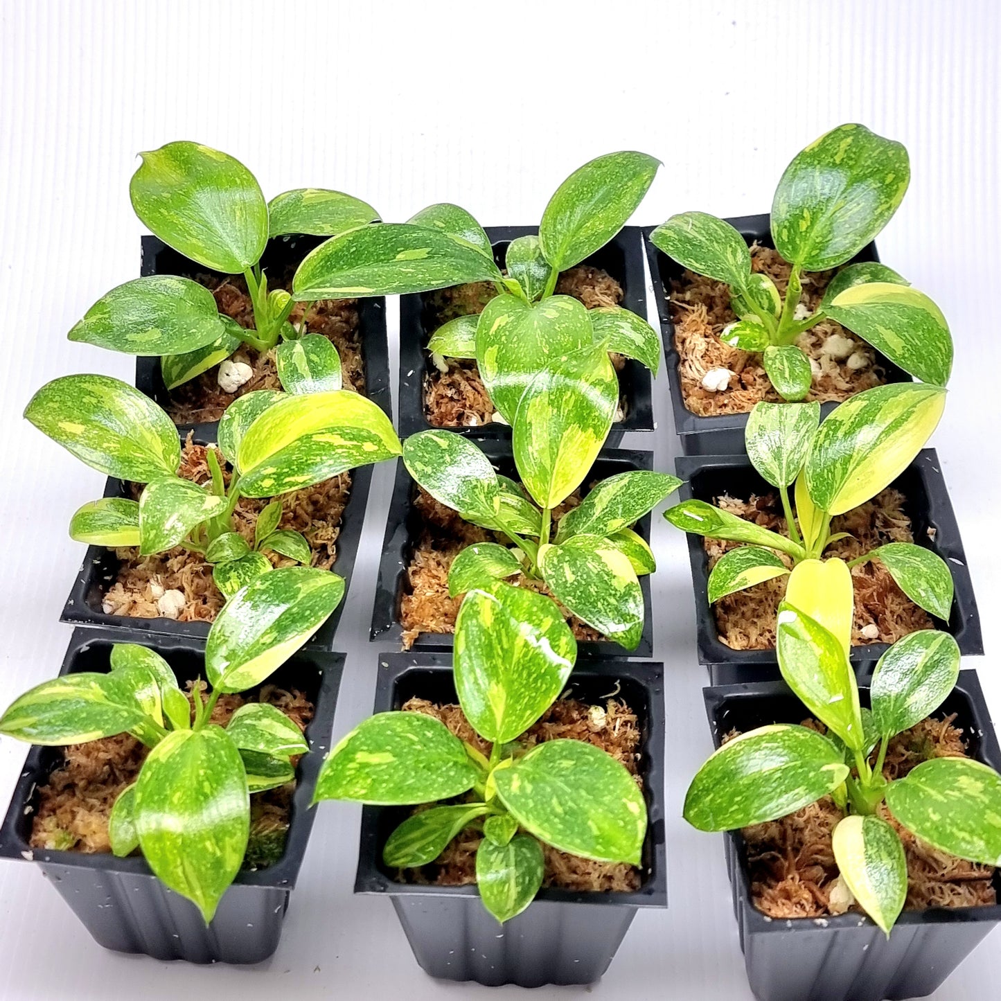 Philodendron Green Congo Nuclear