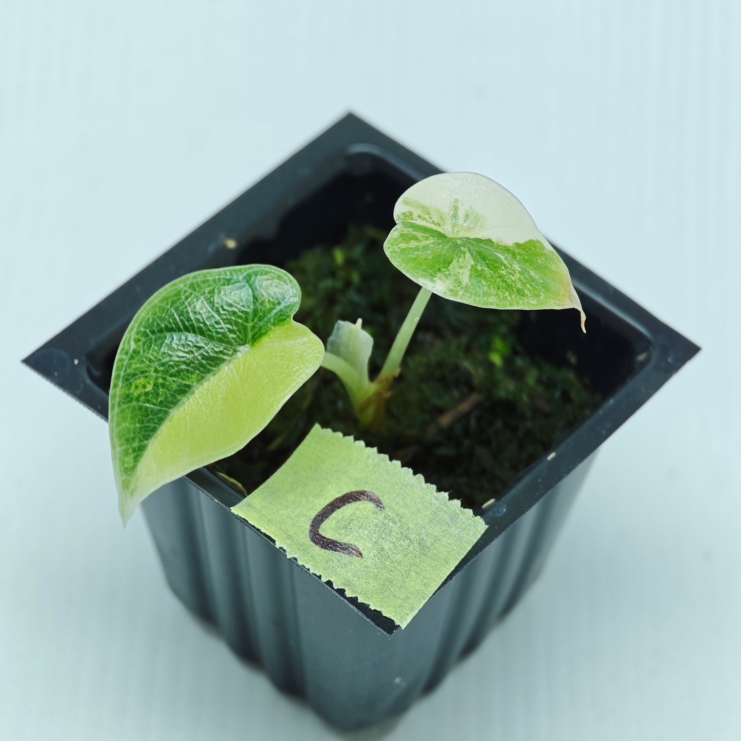 Alocasia melo Aurea variegated