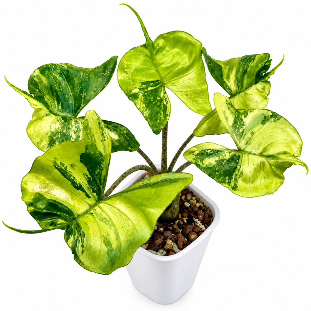 Alocasia Stingray Aurea PRE- ORDER _ Tissue culture(1plant/bag)
